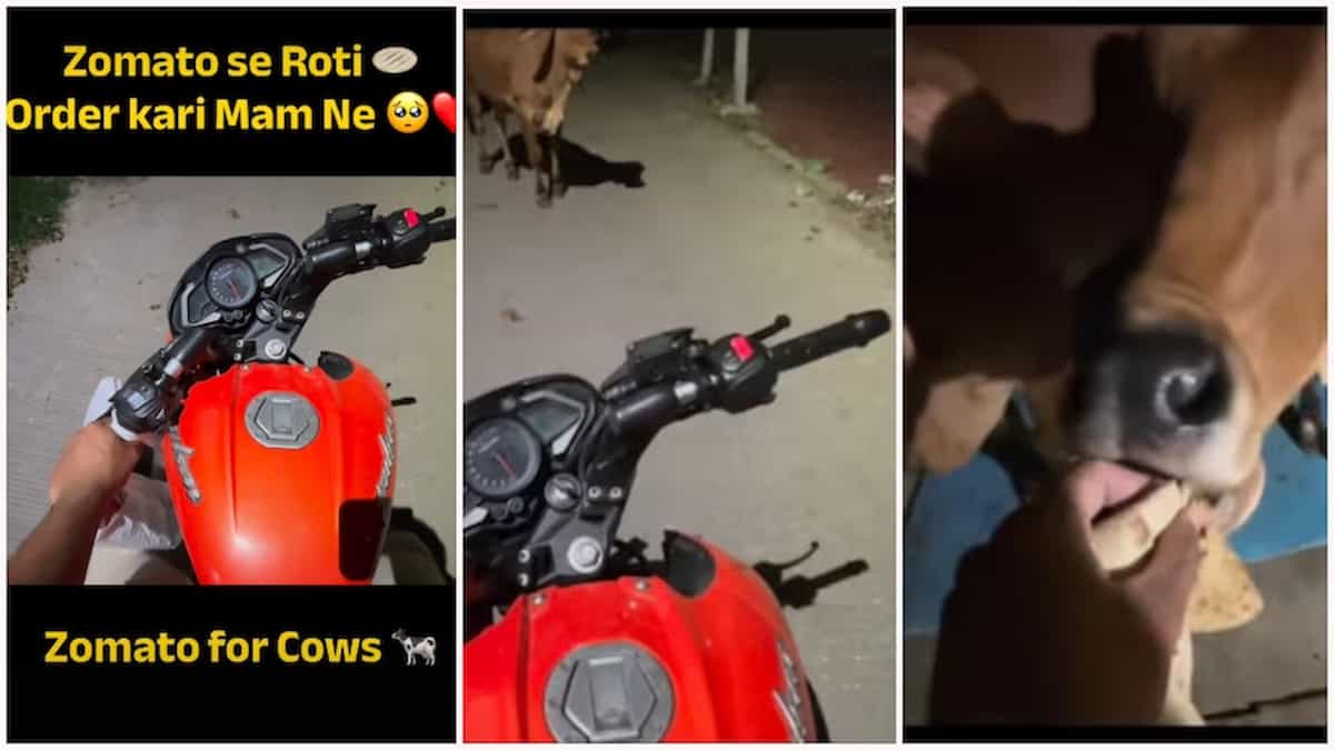 खुद के लिए नहीं, गायों के लिए मंगाईं रोटियां: Zomato डिलीवरी ब्वॉय और महिला का ये वीडियो देख छलछला उठेंगी आपकी आंखें!
