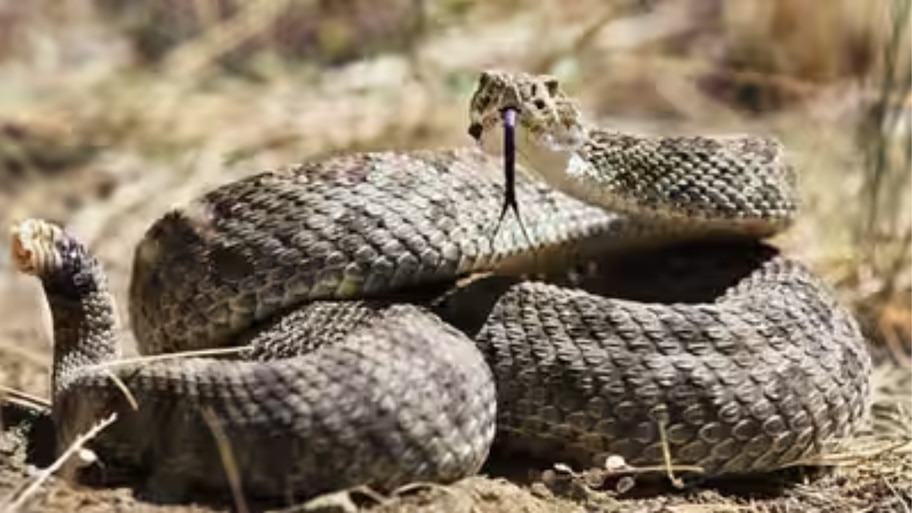 मौत के मुंह से लौटा शख्स: सांप ने काटा तो डॉक्टरों ने लगाए 54 एंटीवेनम इंजेक्शन, पर अस्पताल का बिल देखकर उड़ गए होश