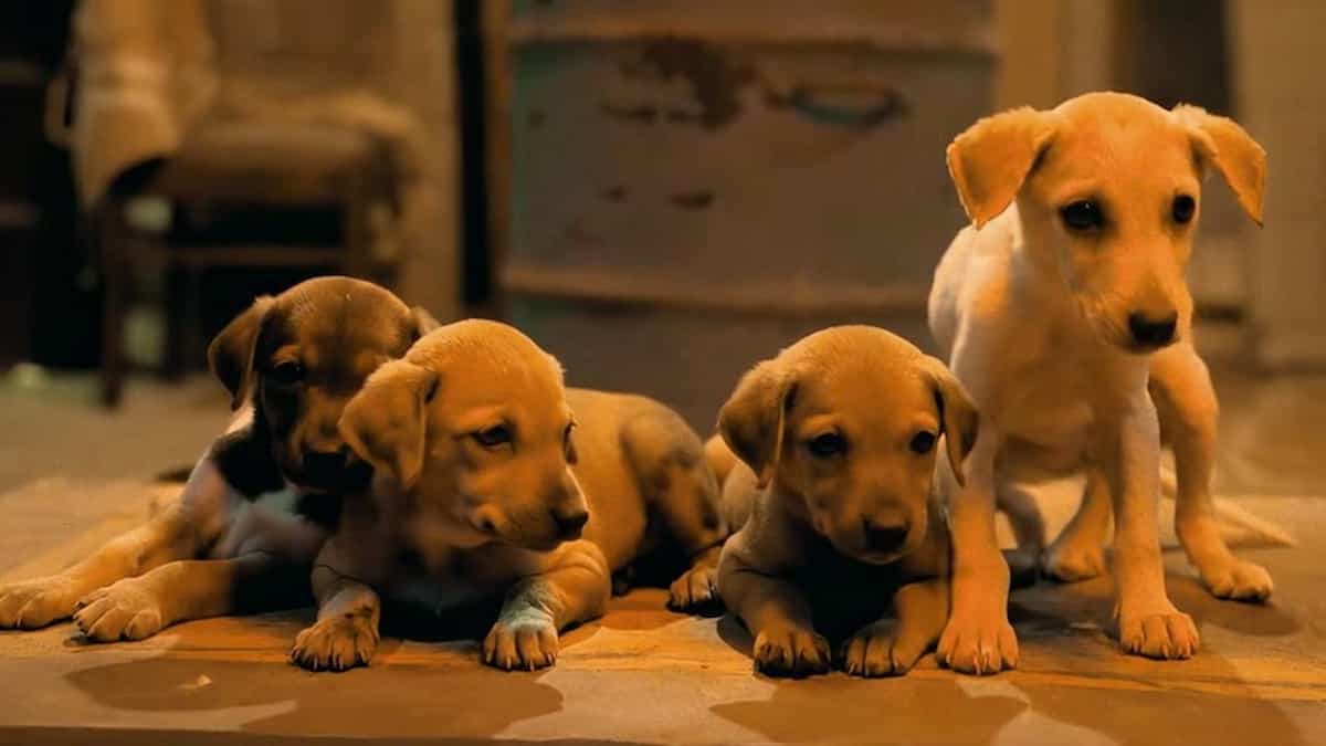 क्यों इस फिल्म के लिए पंकज त्रिपाठी ने नहीं ली फीस? रिलीज हुआ 'Ohh My Dog' का दिल छू लेने वाला ट्रेलर!