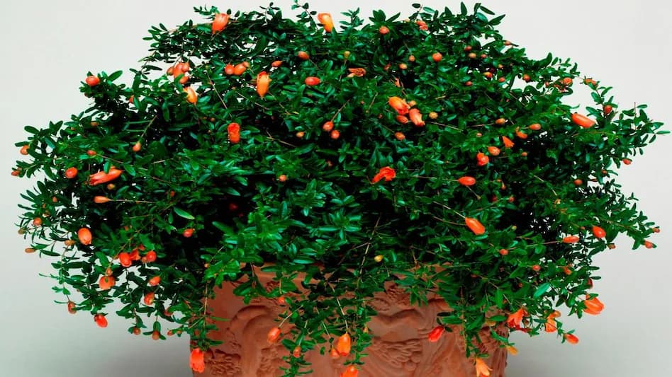 सावन में घर ले आएं ये 5 जादुई पौधे, खिंची चली आएगी सुख-समृद्धि