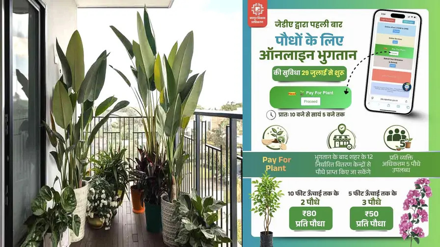 बालकनी से लेकर घर की छत तक बिखेरें हरियाली: जयपुर में इस जगह केवल ₹50 और ₹80 में मिल रहे हैं बड़े पौधे, घर लाएं अपना पसंदीदा प्लांट!