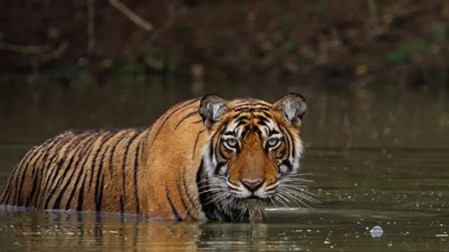 राजस्थान बना ‘बाघस्थान’: कभी महज 18-20 बाघों के वजूद पर था संकट, अब मरुधरा में दहाड़ रहे हैं 149 बाघ; जानें शानदार रिकवरी की इनसाइड स्टोरी