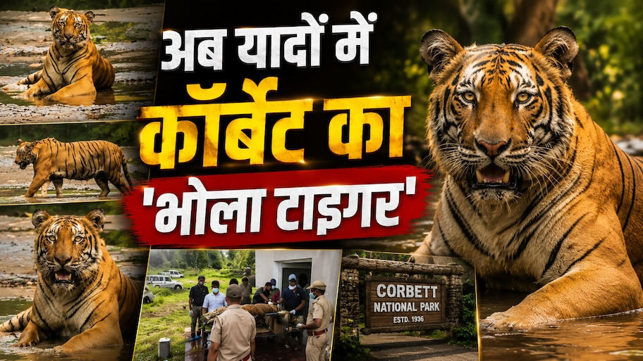 कॉर्बेट में नहीं रहा पर्यटकों का चहेता 'भोला टाइगर',शांत स्वभाव के लिए था मशहूर