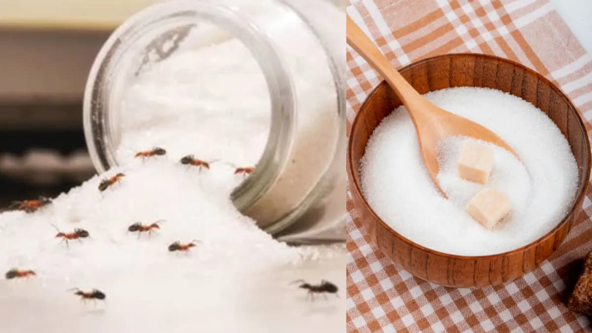 चीनी के डिब्बे में घुस गईं लाल चींटियां; ये 5 देसी उपाय अपनाएं, बिना मारे खुद भागेंगी