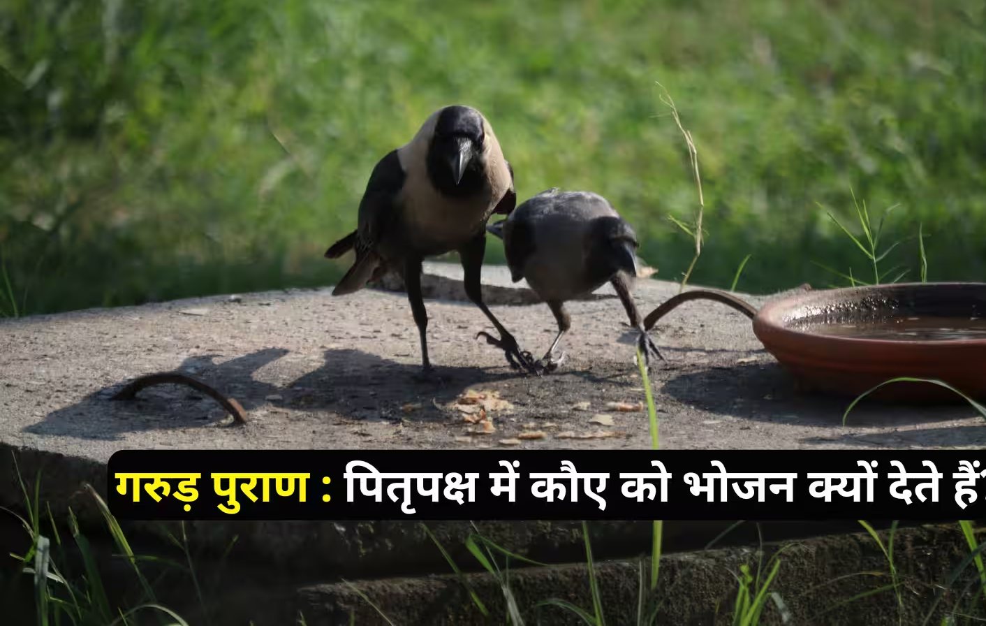 पितृपक्ष में कौए को ही क्यों कराया जाता है भोजन? इस गुप्त रहस्य को जान दंग रह जाएंगे आप