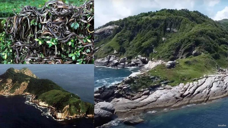 समुद्री लुटेरों के छिपे खजाने की रक्षा करते हैं हजारों जहरीले सांप