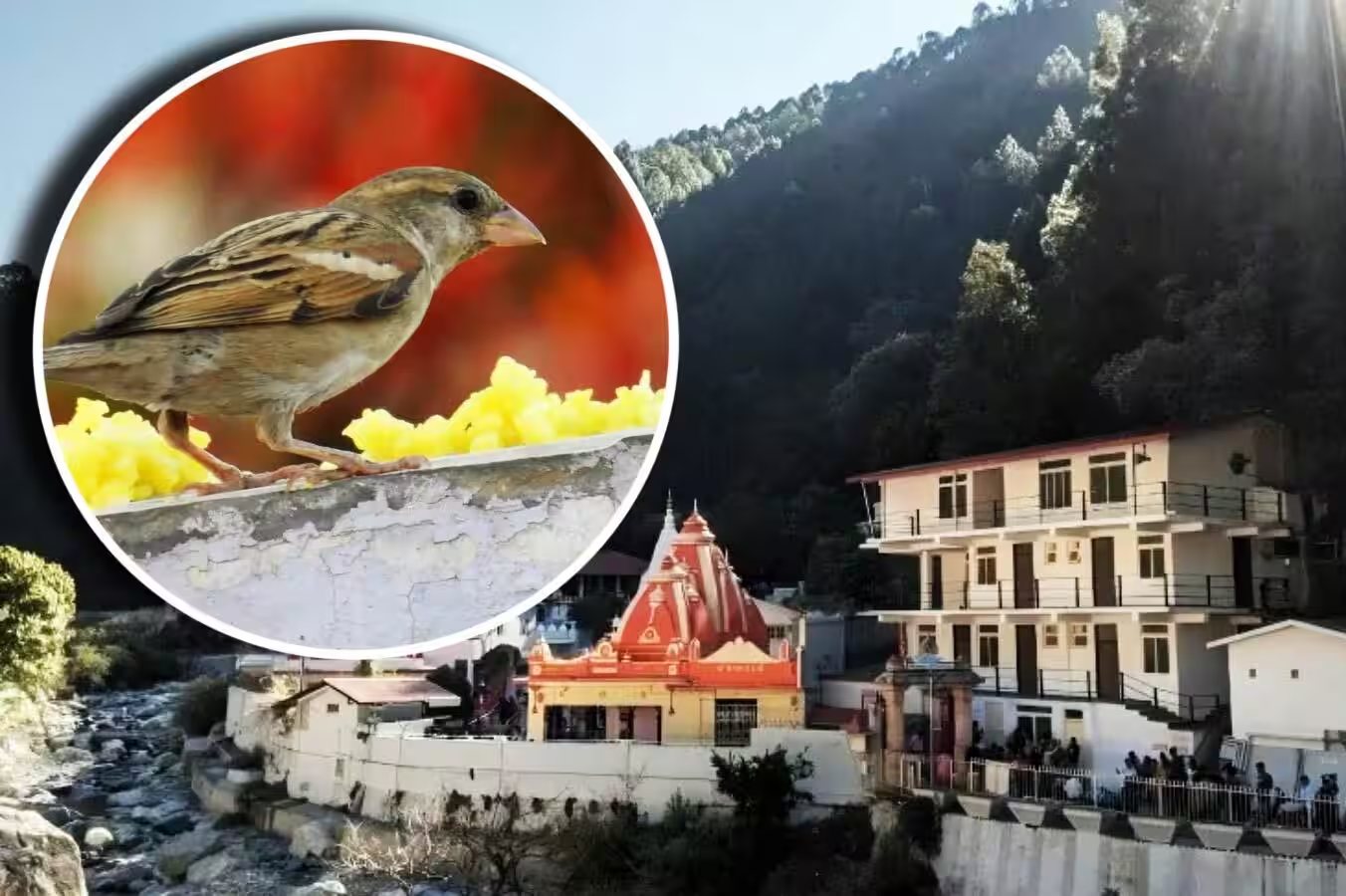 बाबा नीम करौली के पावन कैंची धाम आश्रम से क्यों तेजी से गायब हो रही हैं गौरैया