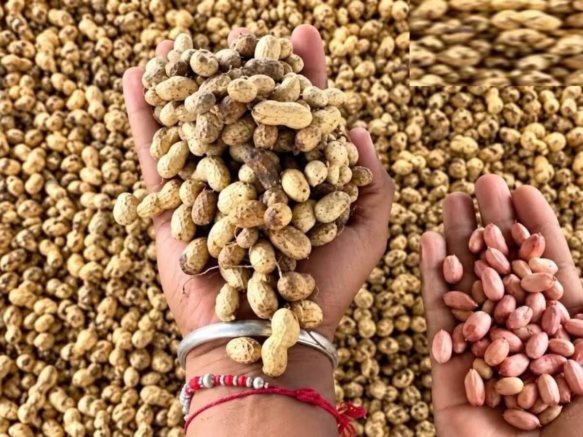 खुले बाजार से ज्यादा मिलेगा भाव! राजस्थान में 1 नवंबर से शुरू हो रही MSP खरीद, जान लें नए डिजिटल नियम