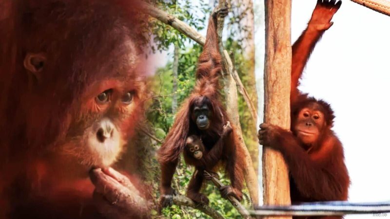 भारत के इतिहास में पहली बार, तस्‍करी कर लाया गया नन्‍हा ओरंगउटान वापस इंडोनेशिया पहुंचा