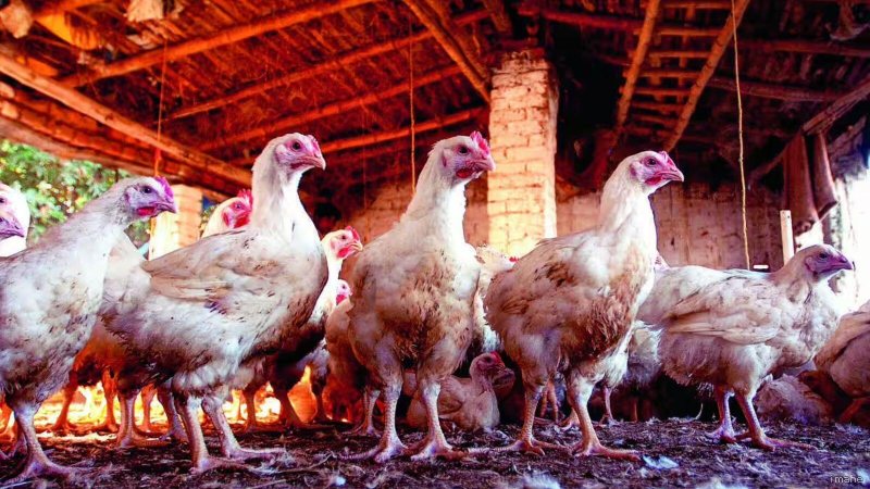 पोल्ट्री किसानों को 15% तक का तगड़ा घाटा: पशु आहार के दाम 75 प्रतिशत तक बढ़े
