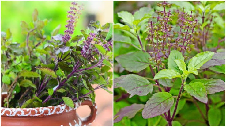 Vastu Plants Tips: तुलसी से शमी तक...धनतेरस से पहले घर में लगाएं ये 5 पौधे; सकारात्मक ऊर्जा के साथ बढ़ेगी समृद्धि