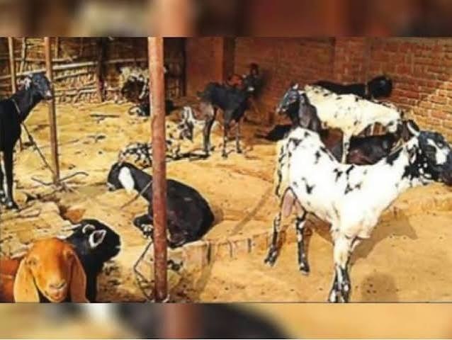 सर्दियों में बकरियों पर मंडरा रहा PPR बीमारी का खतरा, ये लक्षण दिखते ही हो जाएं सावधान